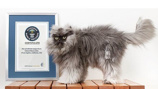 Meet Colonel Meow, the Cat with the World's Longest Fur